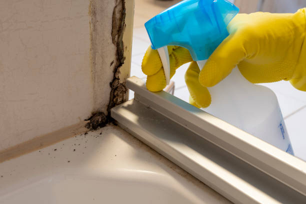 Best Commercial Mold Removal  in Edgewood, IN