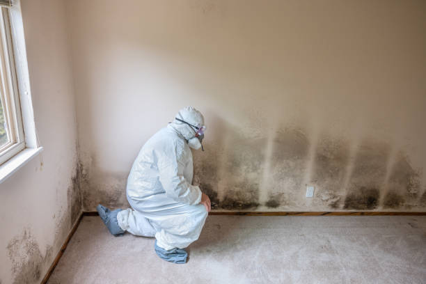 Mold Testing and Removal in Edgewood, IN